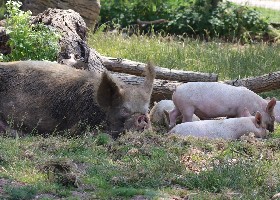 Middle White Pig
