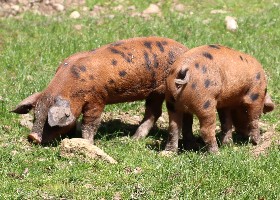 Oxford Sandy and Black Pig