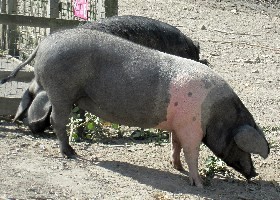 British Saddleback Pig