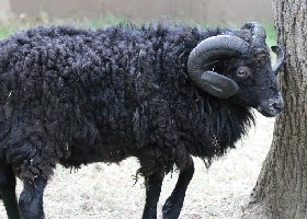 Sheep