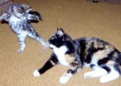 Shall we dance?