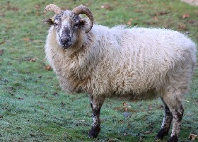 Boreray Sheep