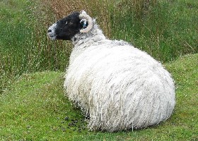 Blackface Sheep