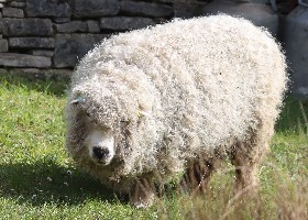 Greyface Dartmoor Sheep