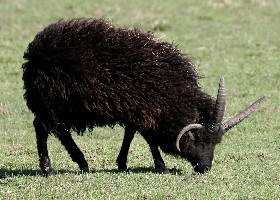 Hebridean Sheep