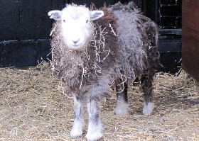 Herdwick Sheep