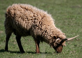 Manx Loaghtan Sheep
