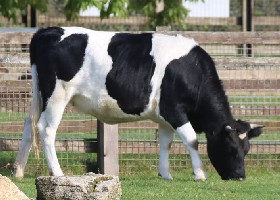 Sheltland Cattle