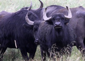 Water Buffalo