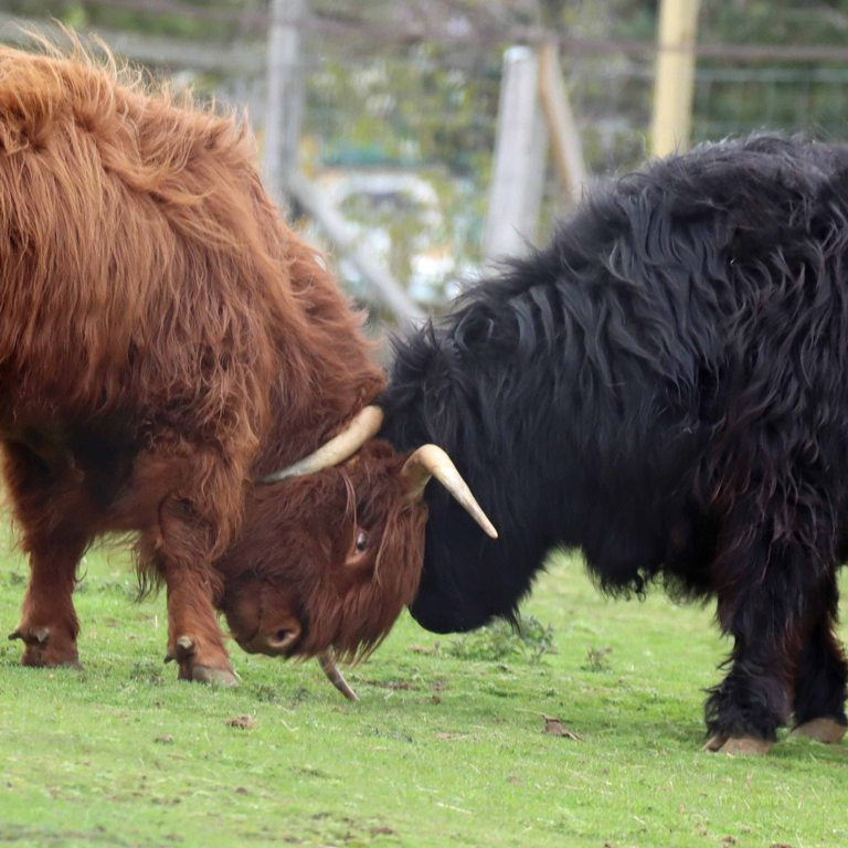 Highland cattle