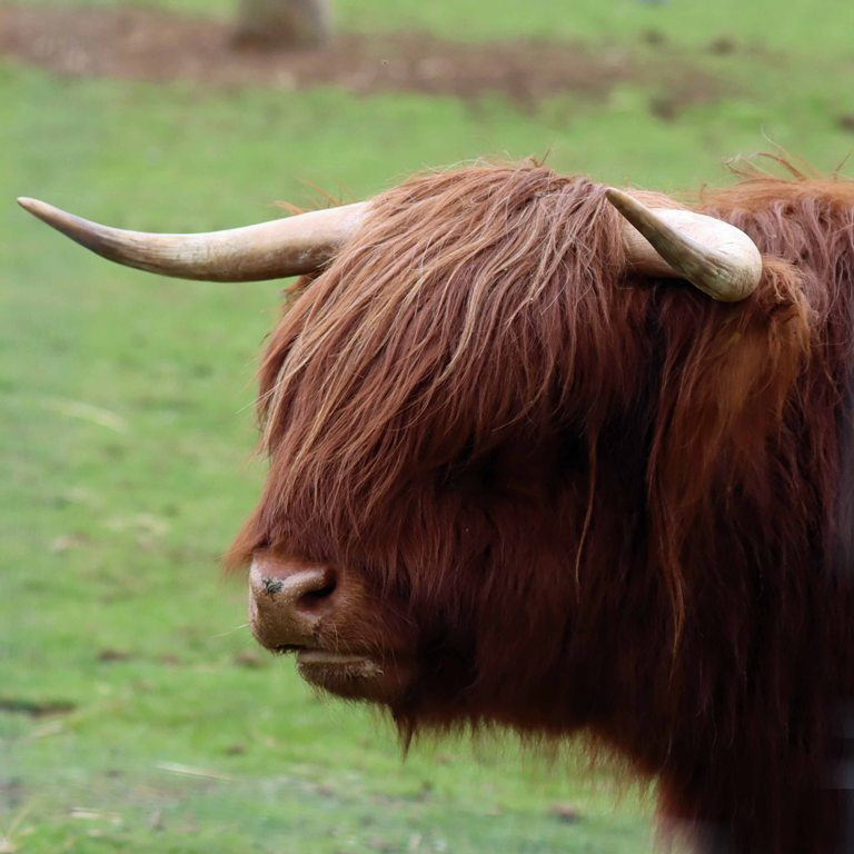 Highland cattle