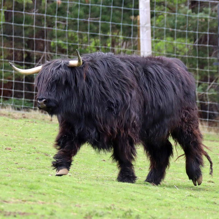 Highland cattle