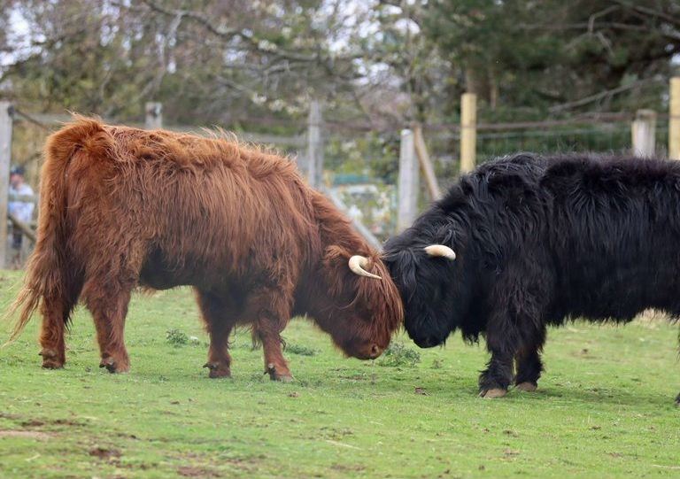 Highland cow