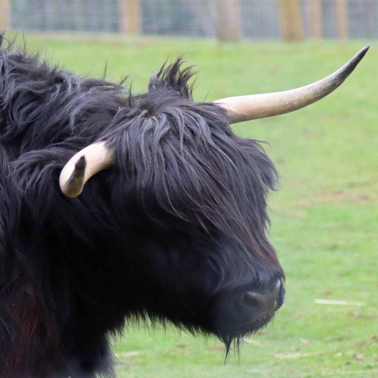 black Highland cattle