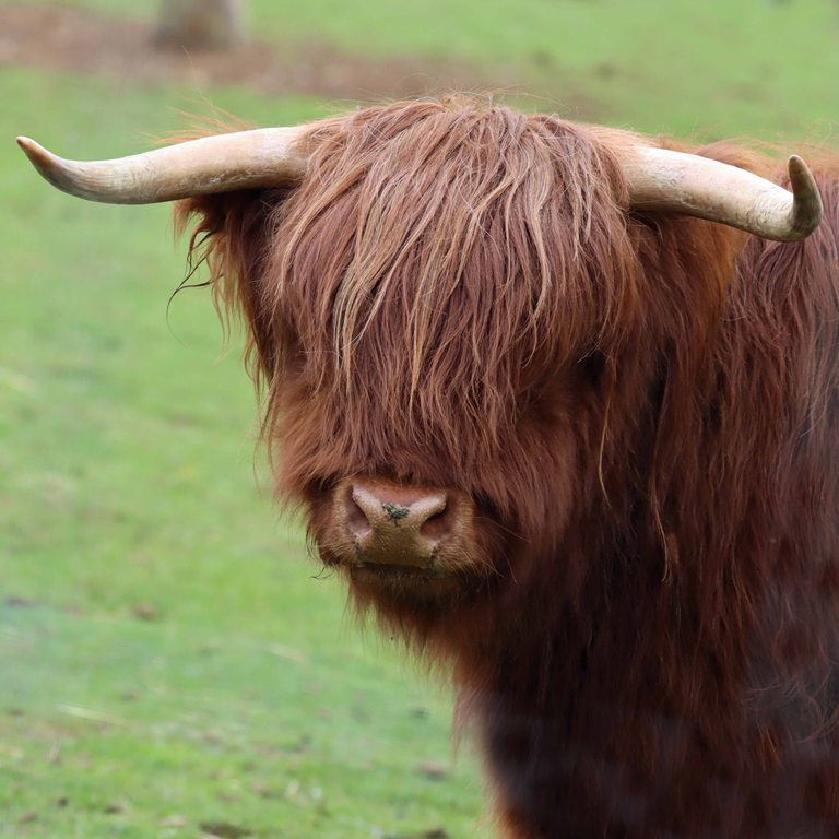 Highland cattle