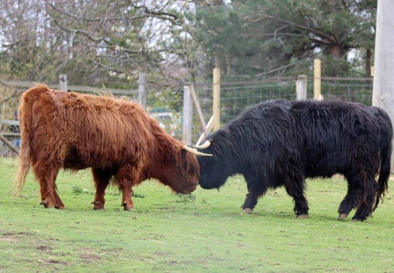 Highland cattle