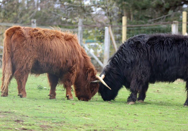 Highland cattle