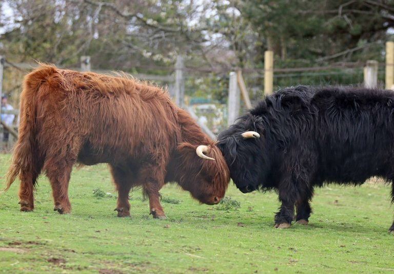 Highland cattle
