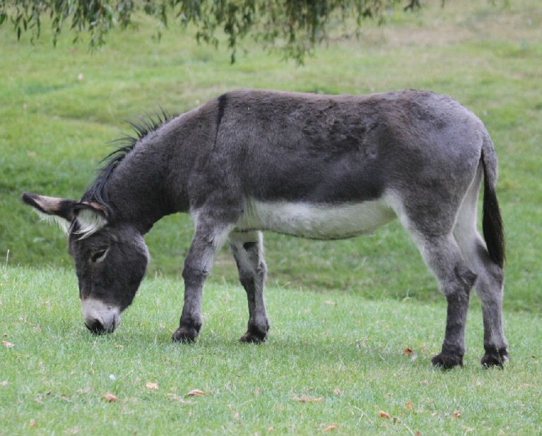 Donkey