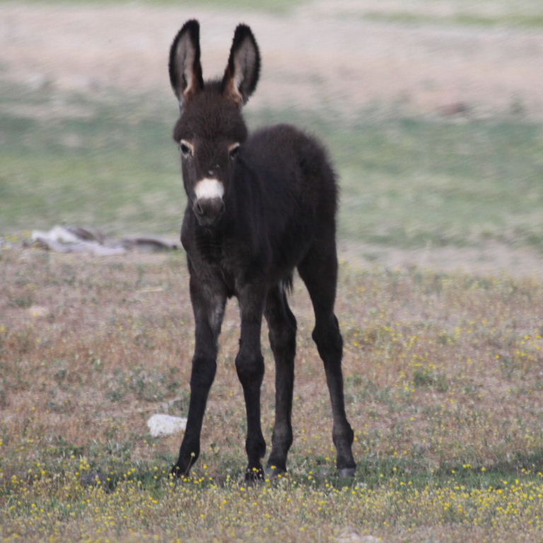 Donkey foal