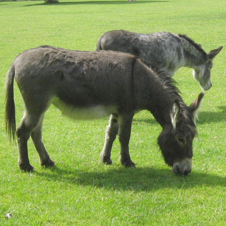 Donkey