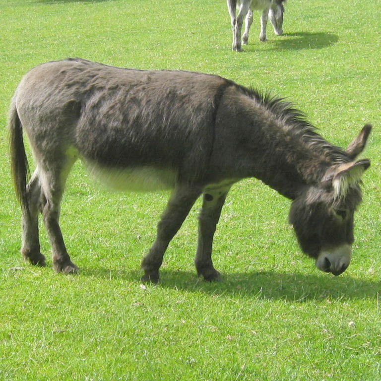 Donkey