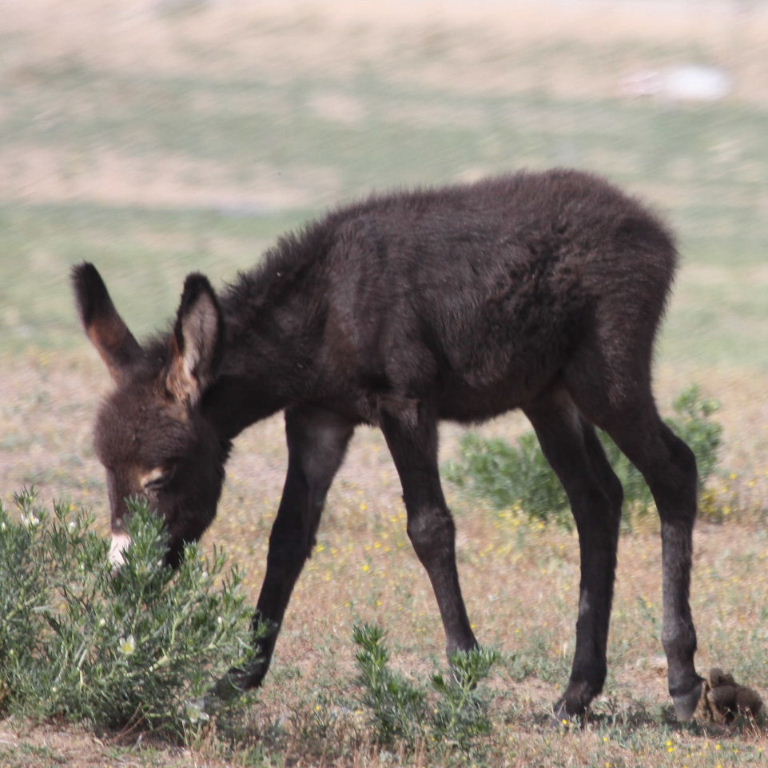 Donkey foal