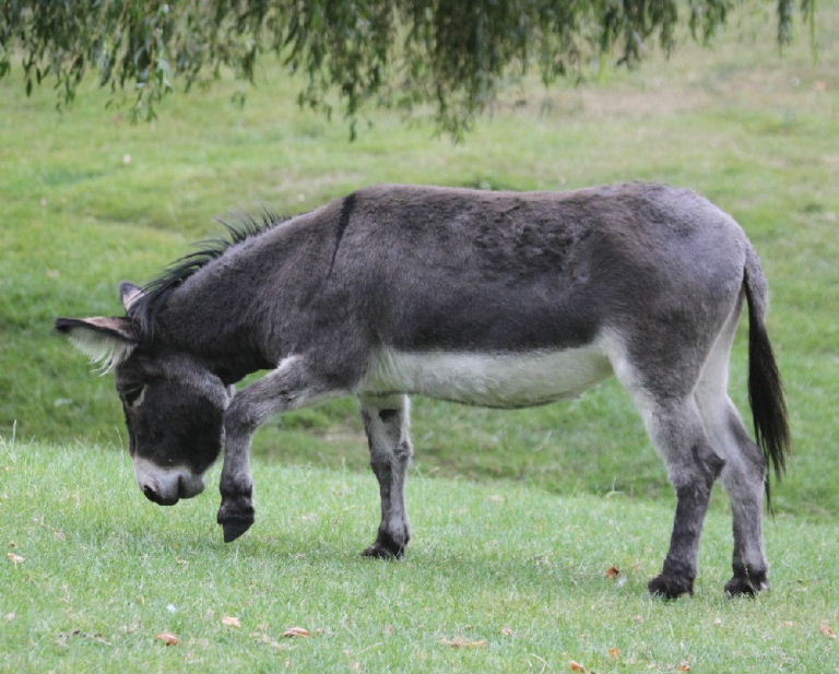 Donkey