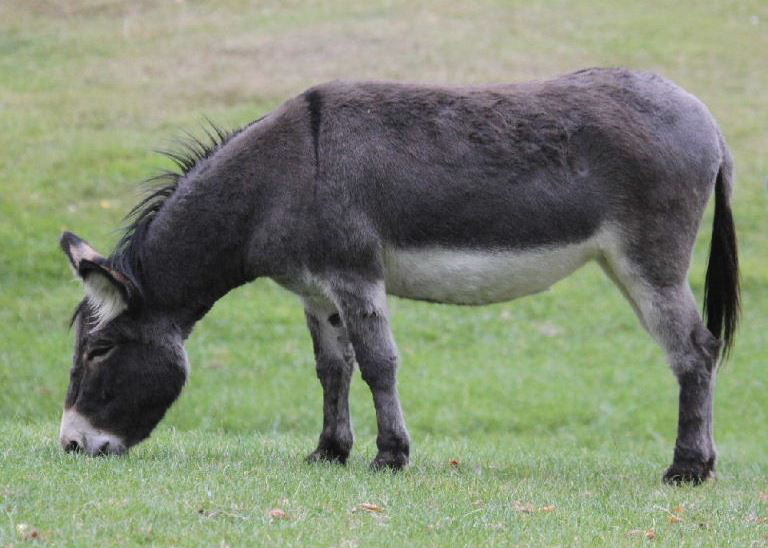 Donkey