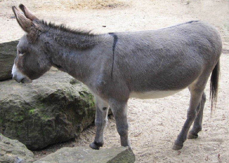 Donkey