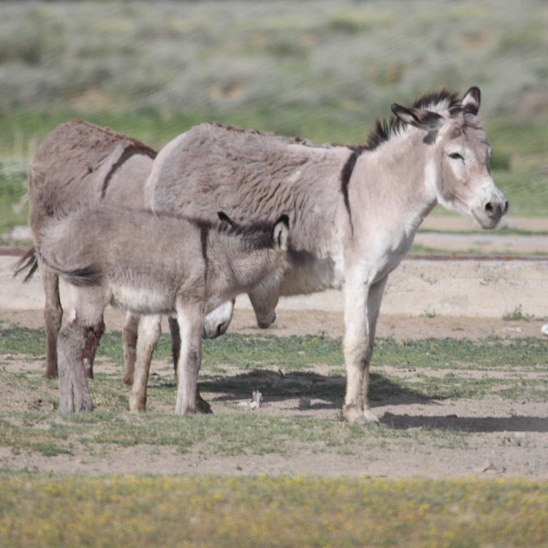 Donkey