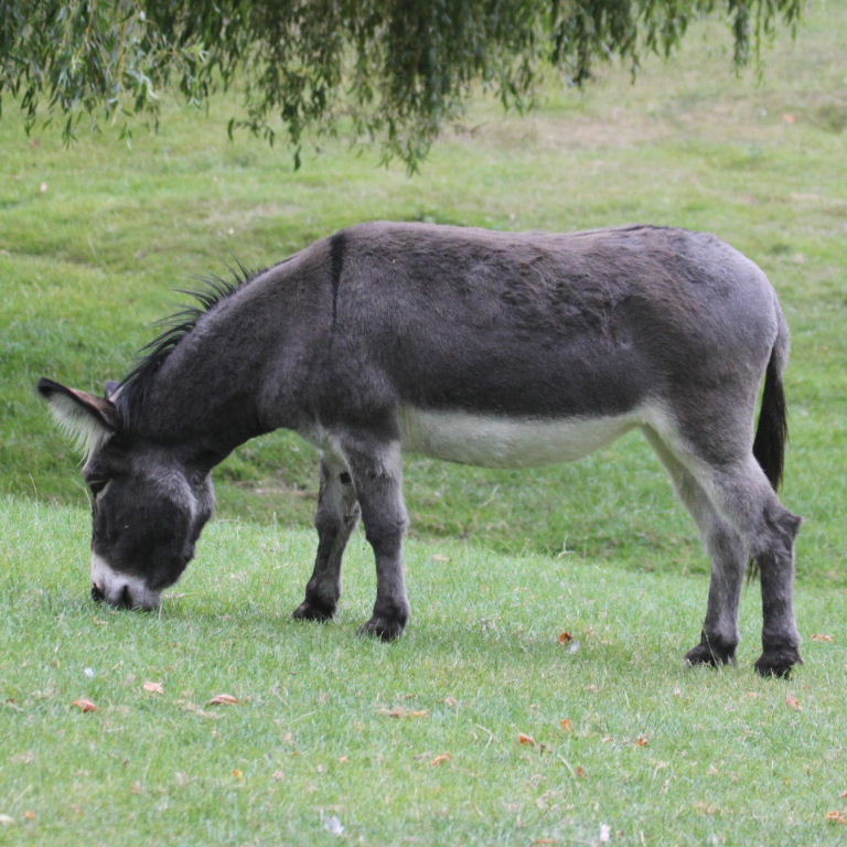 Donkey