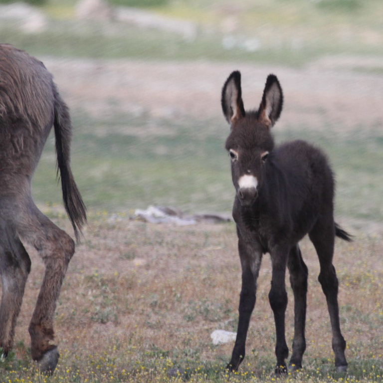 Donkey foal