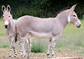 Donkey