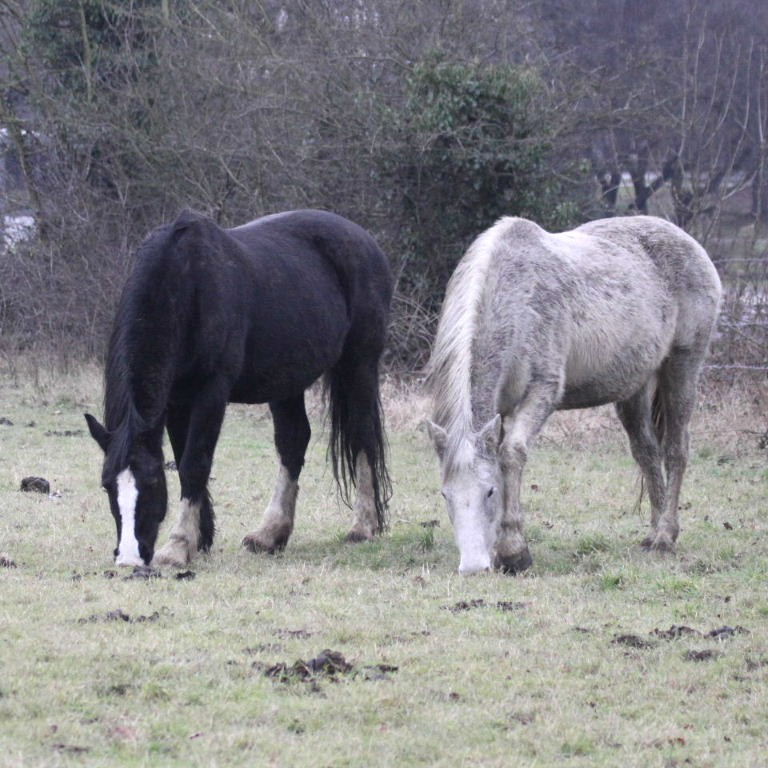 Black and Grey Horses