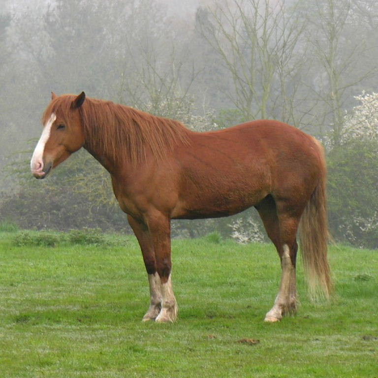 Chestnut Horse
