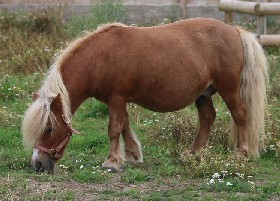 American Miniature Horse