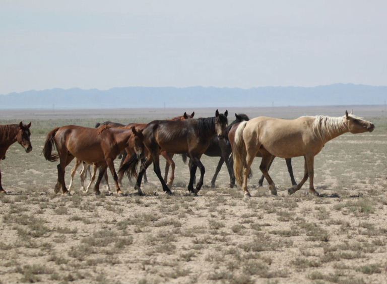 Horse