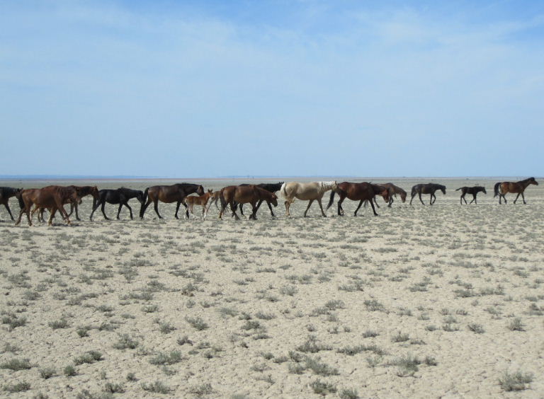 Horse