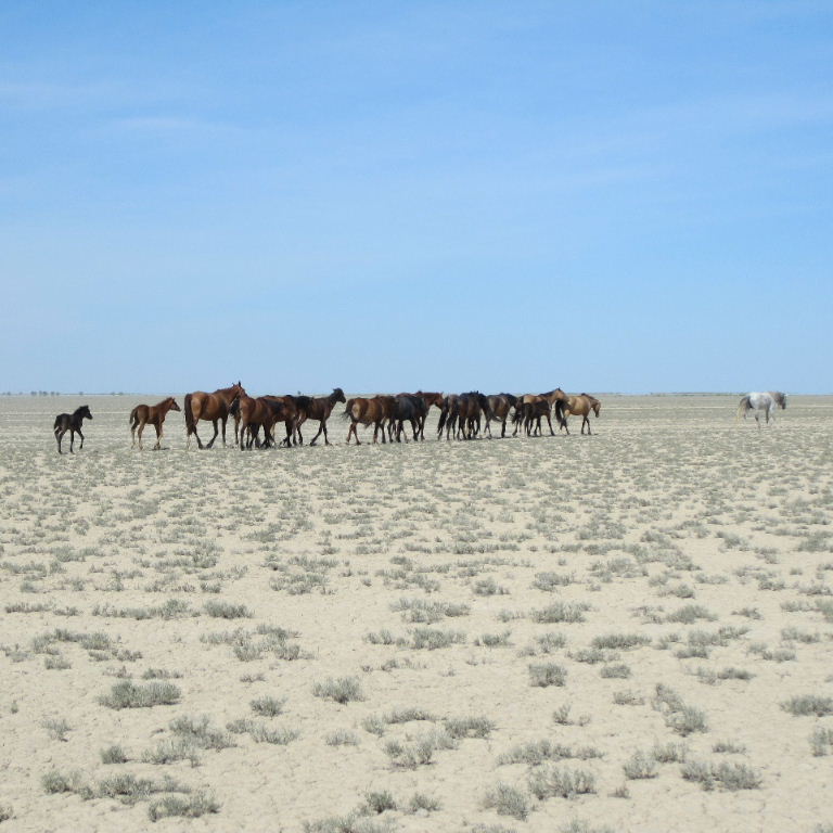 Horse