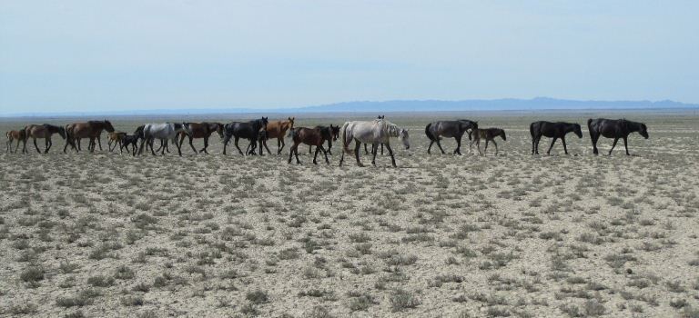 Herd of Horses