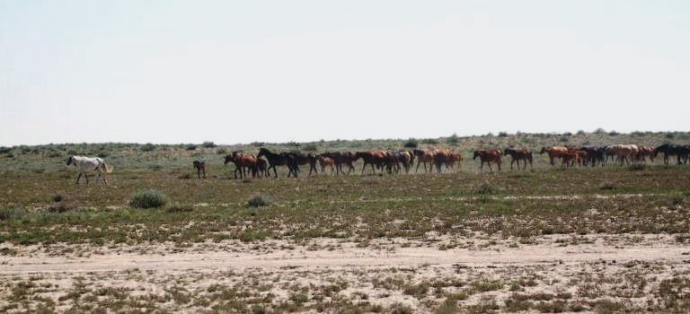 Herd of HorsesHorses