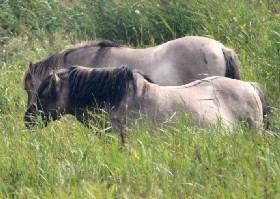 Konik Horse