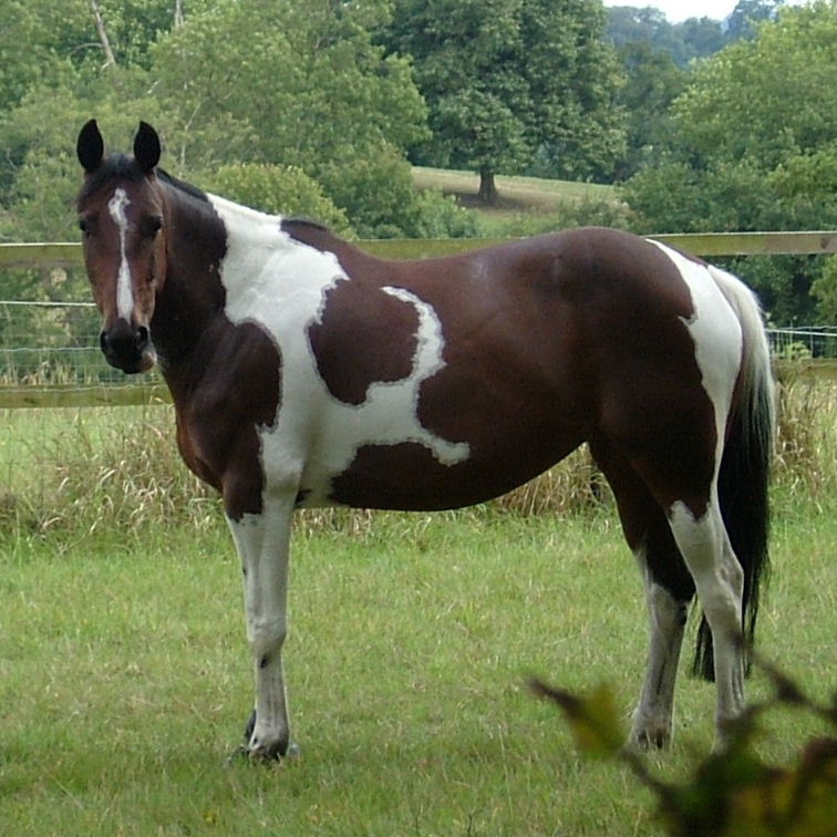Piebald Horse