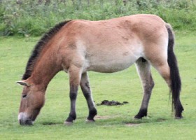 Przewalski's Horse