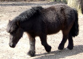 Shetland Pony