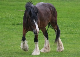 Shire Horse