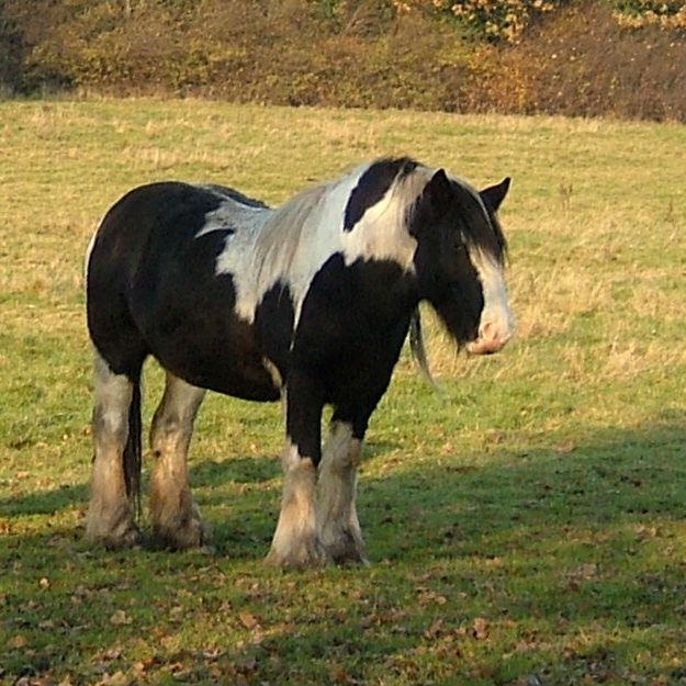 Cob Horse