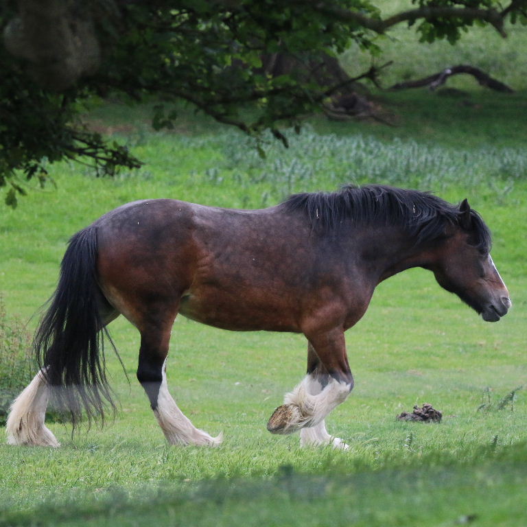 Cob Horse