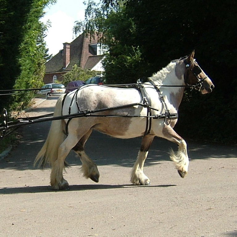 Pony and Trap
